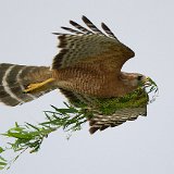 11SB1757 Red-shouldered Hawk with Nesting Material